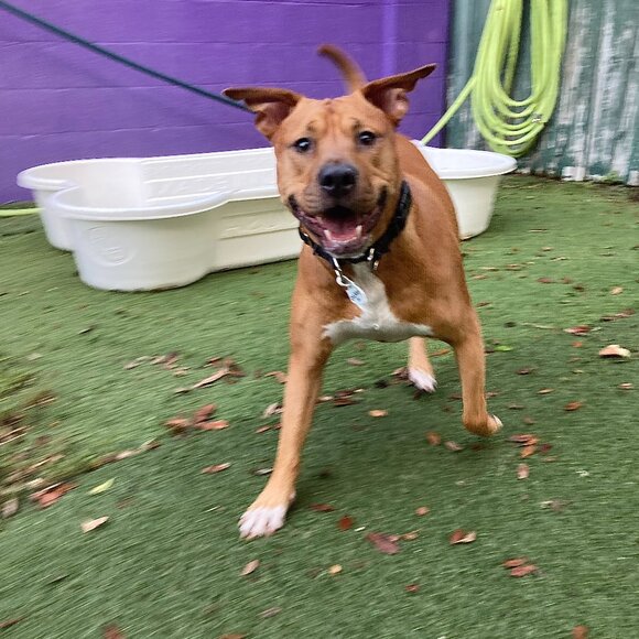 Brand New - UNTUCKit Mens 100% Cotton - XXL Regular - Picture 1 of 3